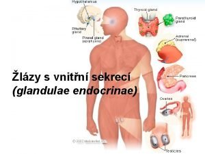 Glandulae endocrinae