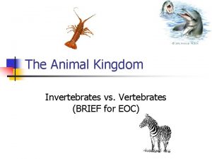 Animal kingdom vertebrates and invertebrates