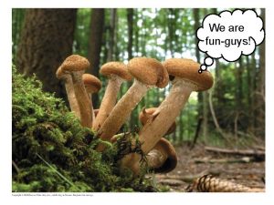 There's a fungus among us origin