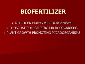 BIOFERTILIZER NITROGEN FIXING MICROORGANISMS PHOSPHAT SOLUBILIZING MICROORGANISMS PLANT