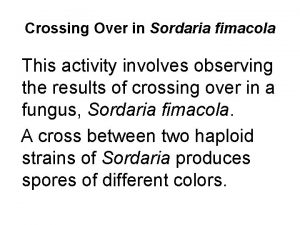 Sordaria crossing over