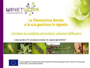 La Flavescenza dorata e la sua gestione in