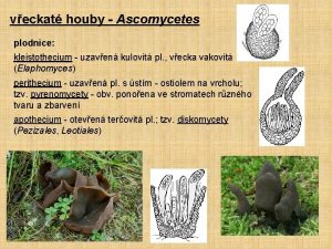 Sordariomycetes