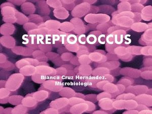 STREPTOCOCCUS Bianca Cruz Hernndez Microbiologa Qu son Son