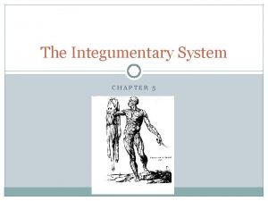The Integumentary System CHAPTER 5 The Integumentary System