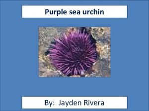 Purple sea urchin facts
