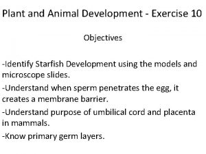 Starfish development slides labeled