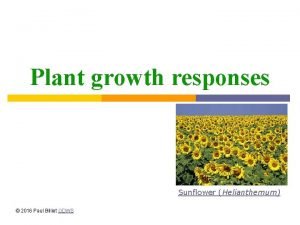 Plant growth responses Sunflower Helianthemum 2016 Paul Billiet