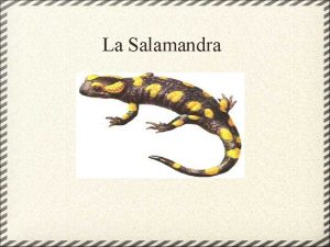 La Salamandra ndex Qu s una salamandra Caracterstiques