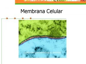 Estructura membrana celular