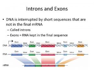 Introns and Exons DNA is interrupted by short