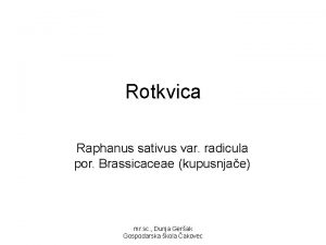 Rotkvica Raphanus sativus var radicula por Brassicaceae kupusnjae