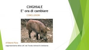 CINGHIALE E ora di cambiare CONCLUSIONI di Roberto