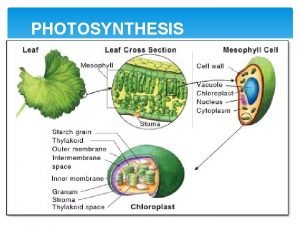 Gel filled space inside chloroplast