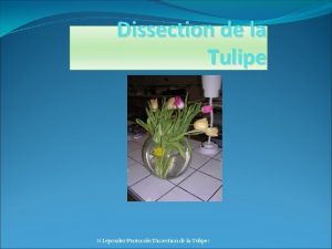 Dissection d'une tulipe