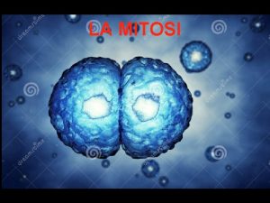 Mitosi e meiosi