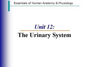 Essentials of Human Anatomy Physiology Unit 12 The