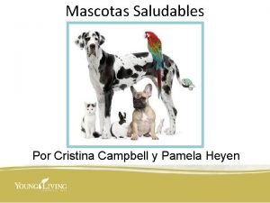 Aceites young living para dolor de estomago