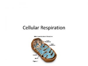 Cellular Respiration ATP ATP adenosine triphosphate ATP is