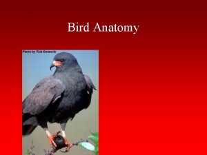 Bird Anatomy Circulatory System Separate systemic pulmonary circulations