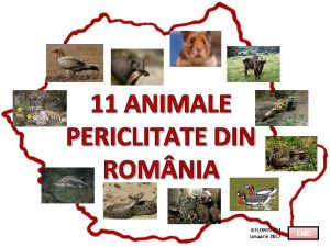 11 ANIMALE PERICLITATE DIN ROM NIA FLORIN VIU