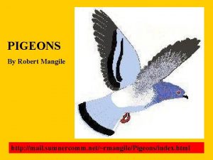 Pigeon