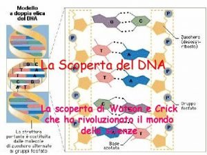 La Scoperta del DNA La scoperta di Watson