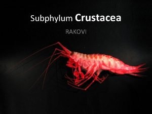 Subphylum Crustacea RAKOVI Poznato je oko 40 000