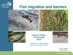 Fish migration and barriers Anthony Watkins Fish ecologist