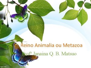 Reino Animalia ou Metazoa Prof Janaina Q B