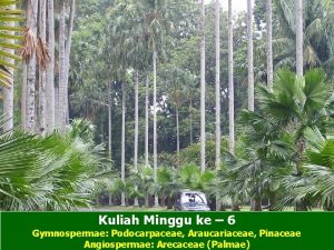 Kuliah Minggu ke 6 Gymnospermae Podocarpaceae Araucariaceae Pinaceae