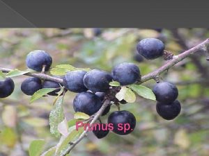 Prunus sp