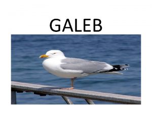 GALEB Galebi znanstveno Laridae so ptice iz reda