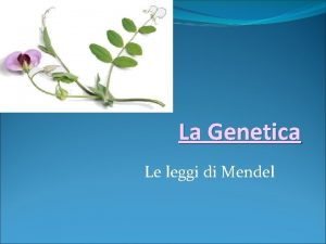 La Genetica Le leggi di Mendel La Genetica