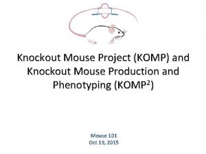 Komp mouse