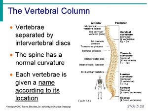 Characteristics of typical vertebra