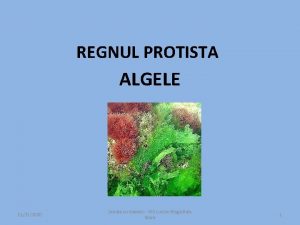 REGNUL PROTISTA ALGELE 11212020 Scoala cu clasele I