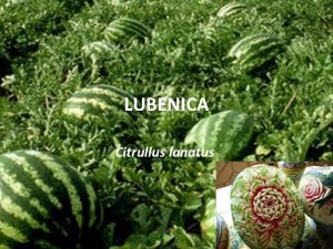 LUBENICA Citrullus lanatus PODRIJETLO tropska Afrika UPORABA u