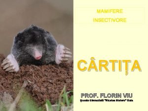 Mamifere insectivore