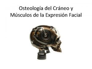 Inserciones musculares del hueso occipital