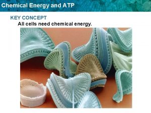 Chemical Energy and ATP KEY CONCEPT All cells