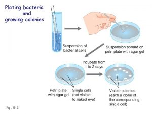 Plating bacteria and growing colonies Fig 5 2