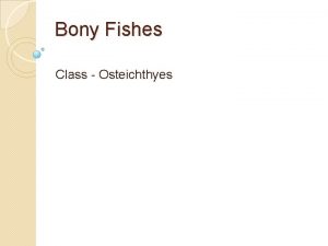 Bony Fishes Class Osteichthyes Scientific Classification Class Osteichthyes