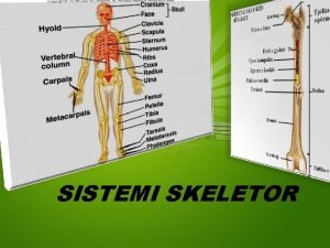 Sistemi skeletor
