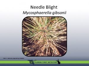 Needle Blight Mycosphaerella gibsonii Photo H Hashimoto Bugwood