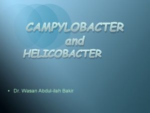 CAMPYLOBACTER and HELICOBACTER Dr Wasan Abdulilah Bakir CAMPYLOBACTER