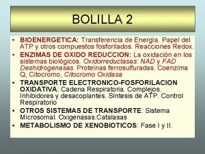 BOLILLA 2 BIOENERGETICA Transferencia de Energa Papel del