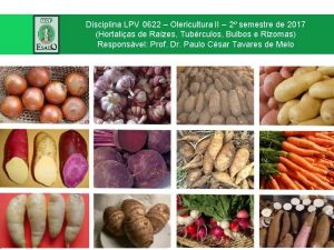Bulbos comestíveis