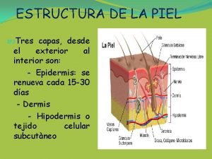 ESTRUCTURA DE LA PIEL Tres capas desde el