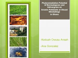 Phytoremediation Potential of Bermudagrass and Vetivergrass on Arsenic
